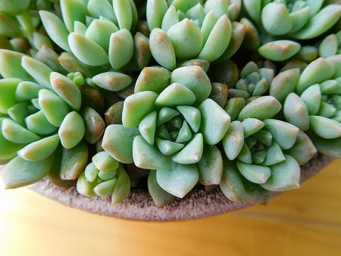 DSCN5667