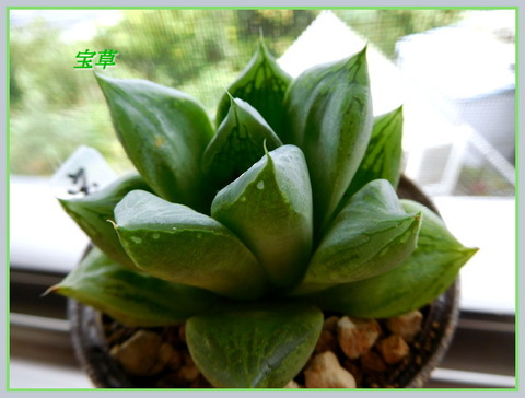 DSCN1265