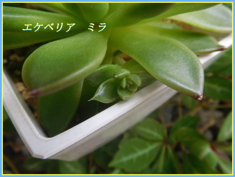 DSCN0449[1]