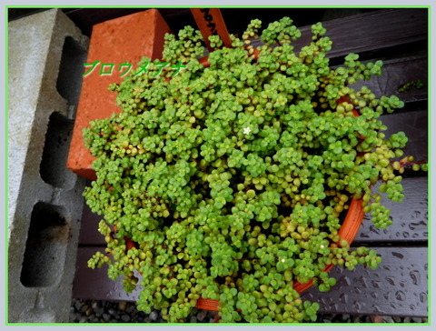 DSCN1366