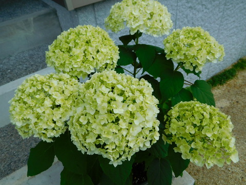 DSCN9604