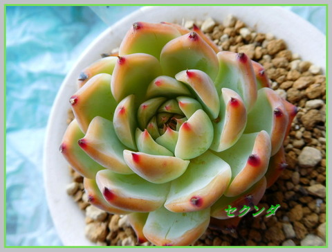 DSCN1118