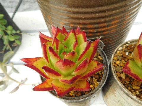 DSCN0435