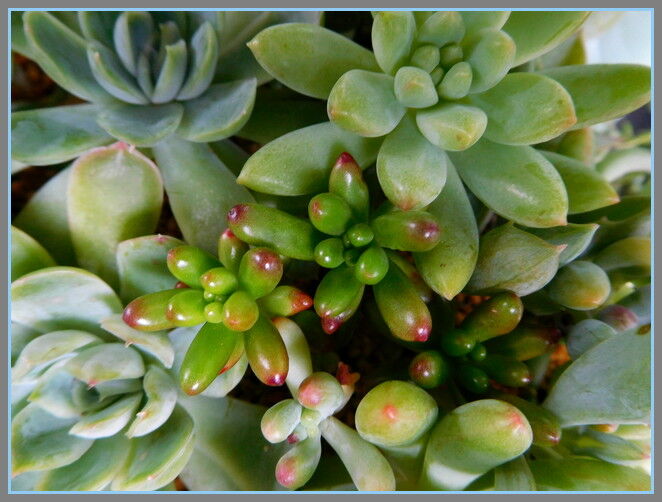 手づくり 日々の暮らし 多肉植物
