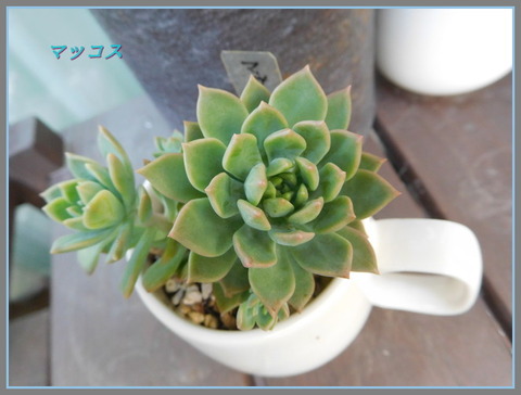 DSCN9915[3]