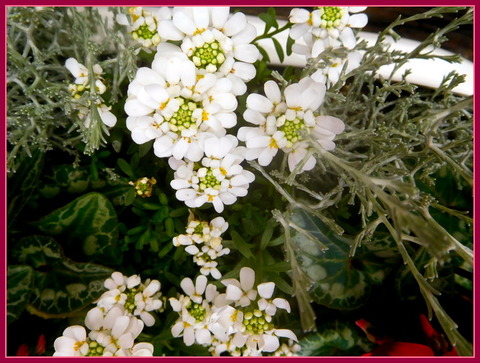 DSCN0765