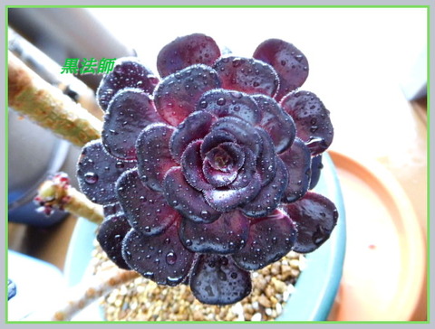 DSCN0749