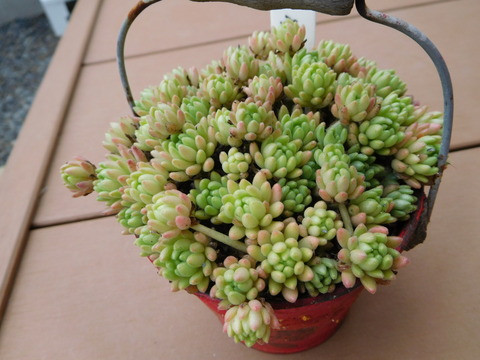 DSCN1654