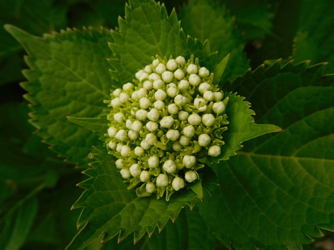 DSCN0307