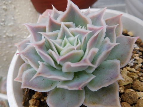 DSCN0966