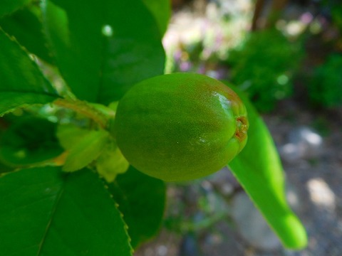 DSCN0511