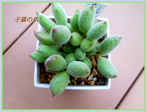 DSCN0924