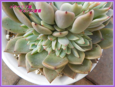 DSCN1797[1]