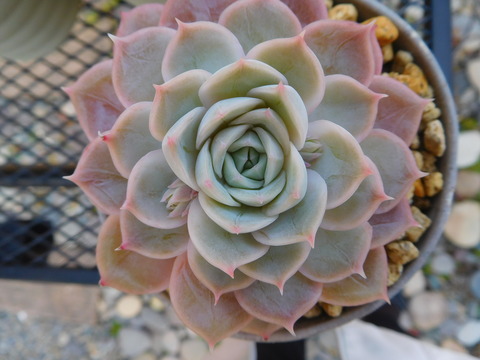 DSCN9927