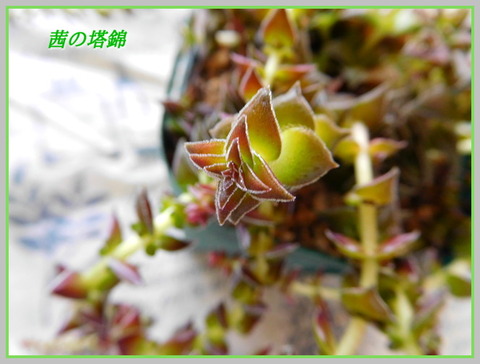 DSCN1036
