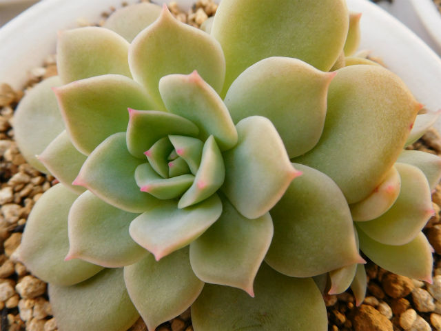 手づくり 日々の暮らし ジャガローズ ファンクイーン ライムアンドチリなどの紅葉