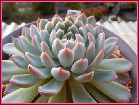 DSCN1217