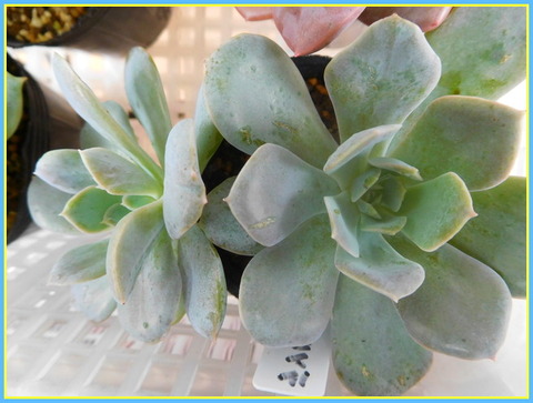 DSCN0321