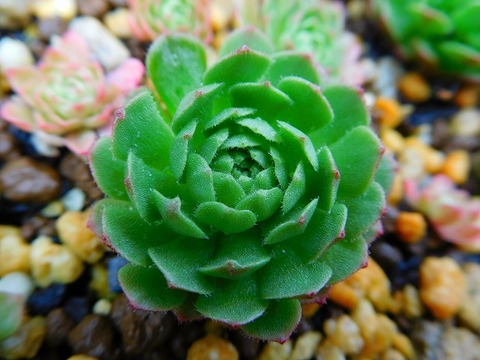 DSCN5702