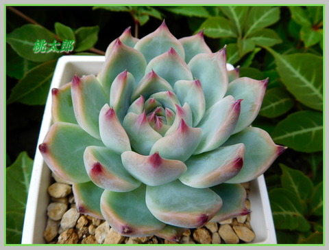 DSCN0522