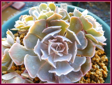 DSCN0082