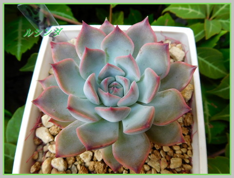 DSCN0523