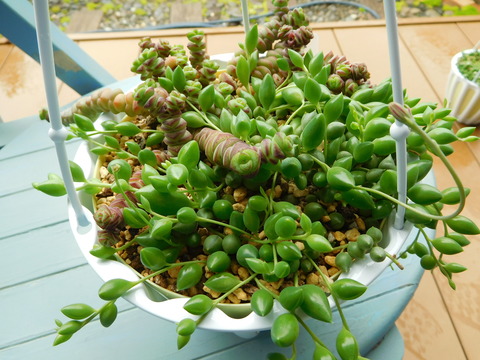 DSCN0527