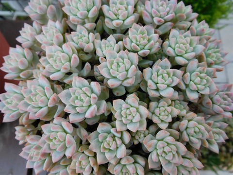 DSCN7516