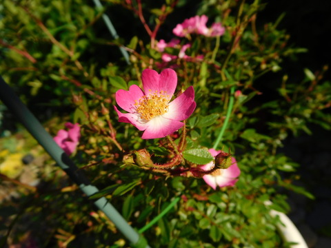 DSCN0264