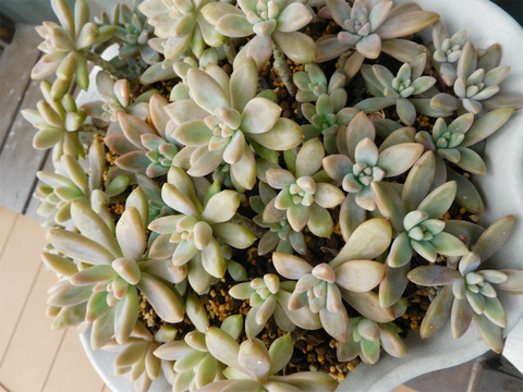 DSCN9932