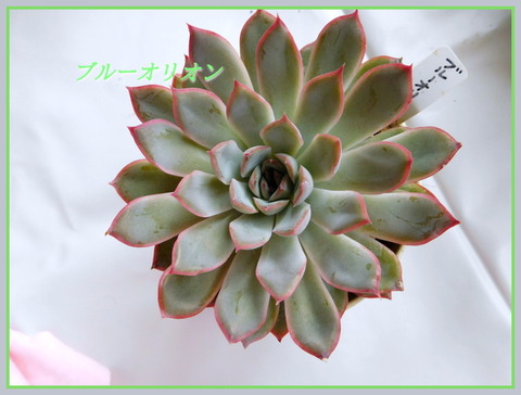 DSCN0878