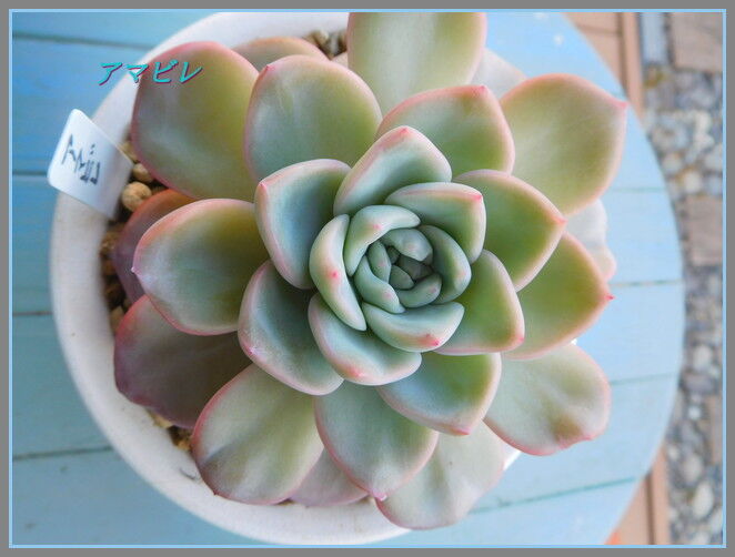 多肉植物 手づくり 日々の暮らし