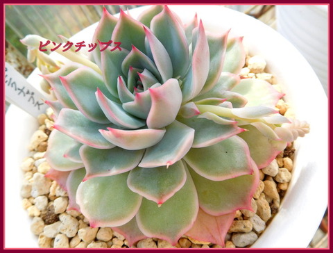 DSCN1718