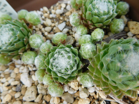 DSCN9514