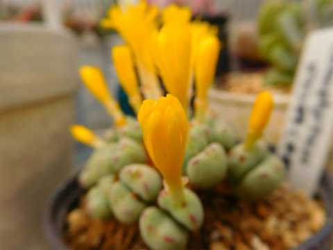 DSCN7061