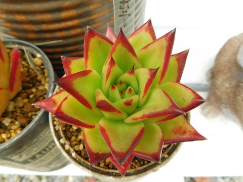 DSCN0432