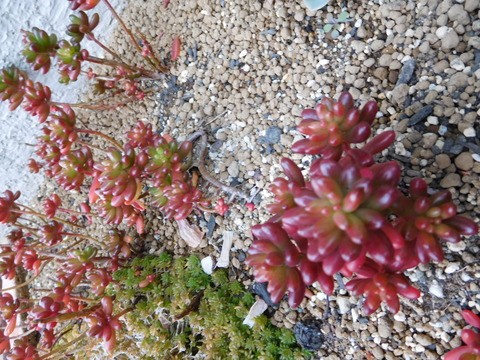 DSCN1667
