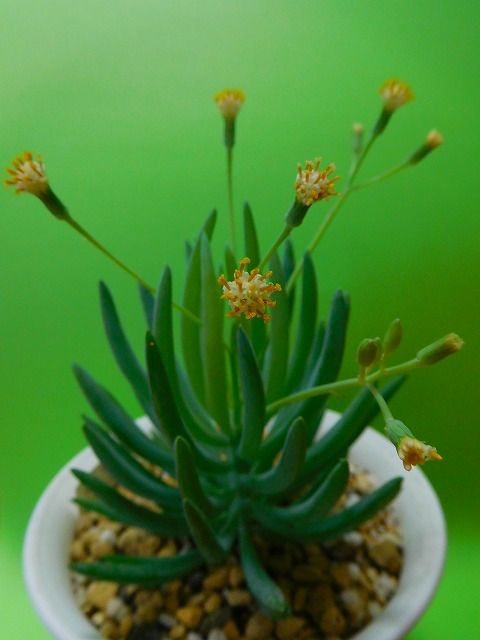 DSCN0657