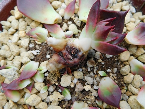 DSCN5704