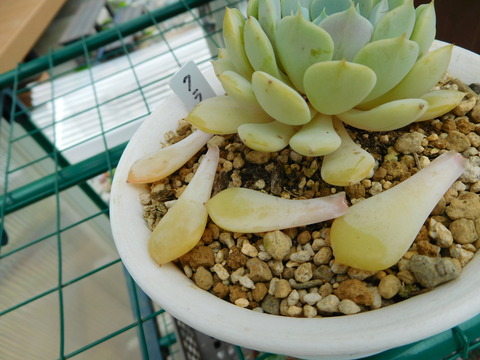 DSCN9959