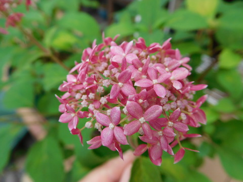 DSCN0178