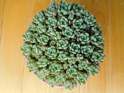 DSCN5664