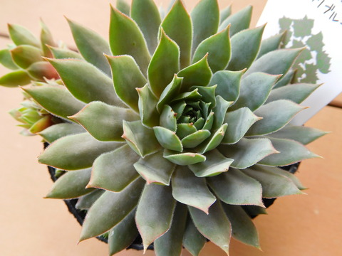 DSCN9521