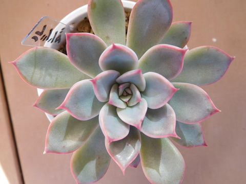 DSCN0287