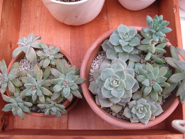 多肉植物の冬越し 手づくり 日々の暮らし 多肉植物の冬越し 手づくり 日々の暮らし