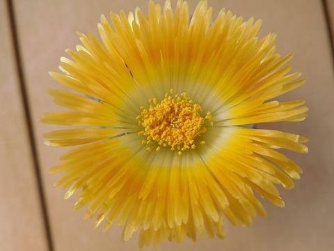 DSCN5569
