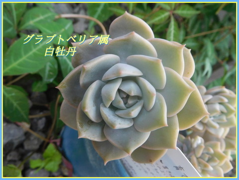 DSCN0493