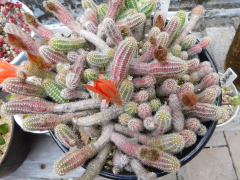 DSCN0305