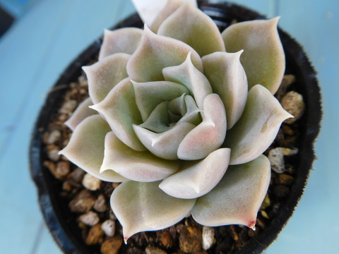 DSCN1559
