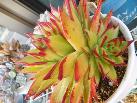 DSCN1491